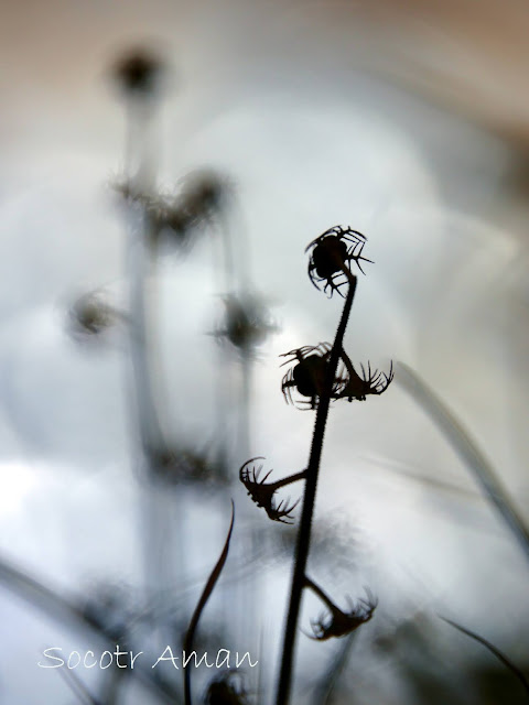 Mitella pauciflora