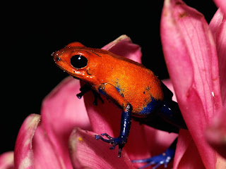 Red Frog wallpaper