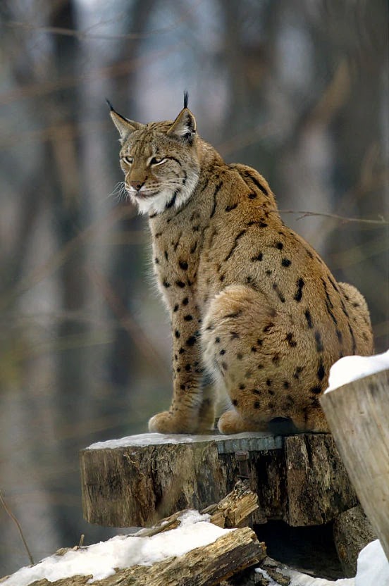 A European Lynx