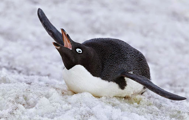 12321-Adelie Penguin Yawning Stretching HD Wallpaperz