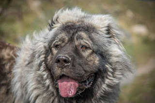 Caucasian shepherd dog similar breeds black