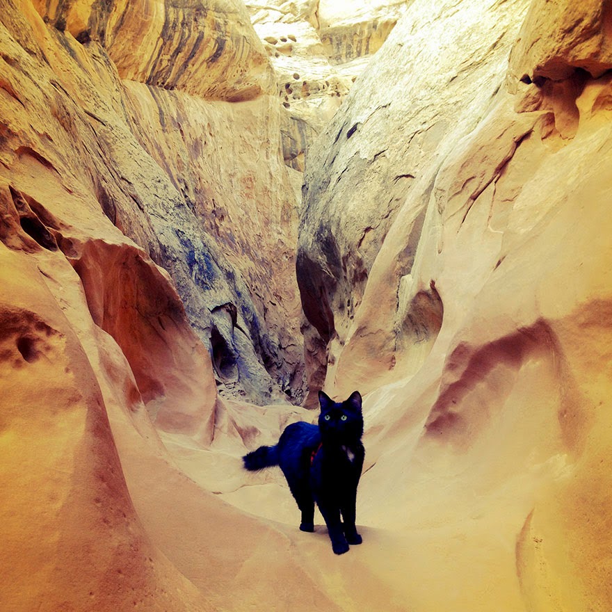 Meet Millie and Craig Armstrong, an inseparable mountain-climbing team - My Adopted Cat Is The Best Climbing Partner Ever