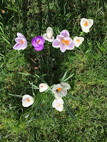 Photo by Sheila Webber: crocus, February 2024