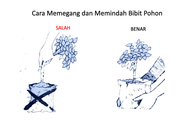 Cara Teknik Menanam Pohon agar Tumbuh dengan Baik