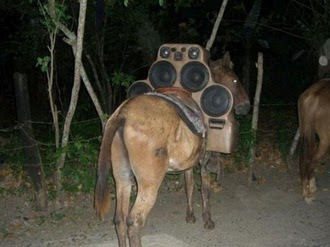 Mule With Crazy Car Stereo System