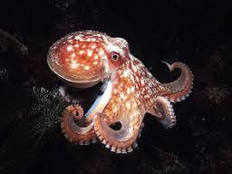 octopus