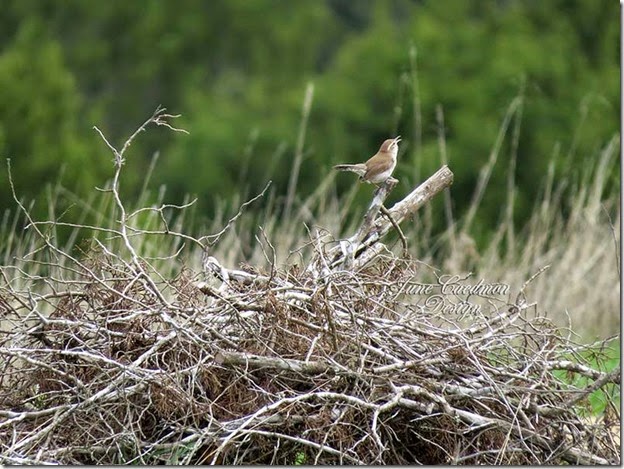 Wren