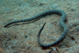 Hook-Nosed Sea Snake Enhydrina schistosa Indian Ani