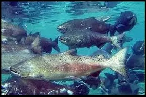 oncorhynchus spp