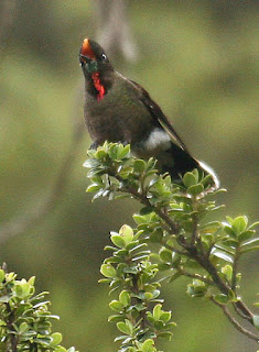 Rainbow-Bearded Thornbill (Chalcostigma herrani)