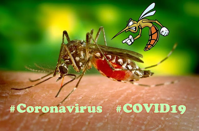 Can Mosquito Bites Transmit Coronavirus COVID-19