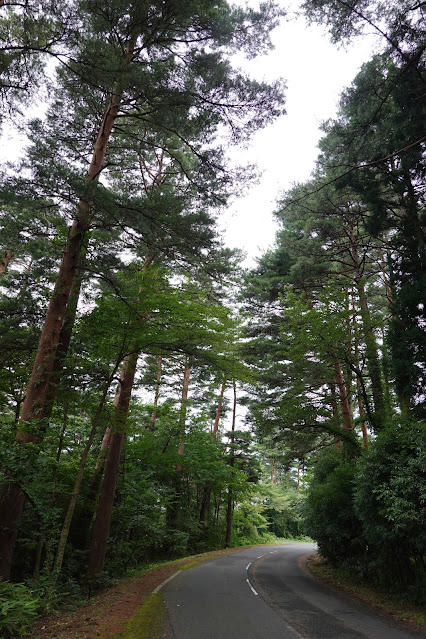 鳥取県西伯郡伯耆町丸山　赤松の森道