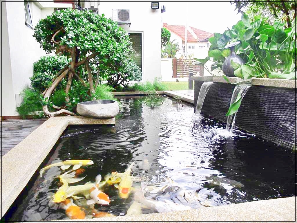 Jenis Kolam  Ikan  Akuarium Ikan  Hias