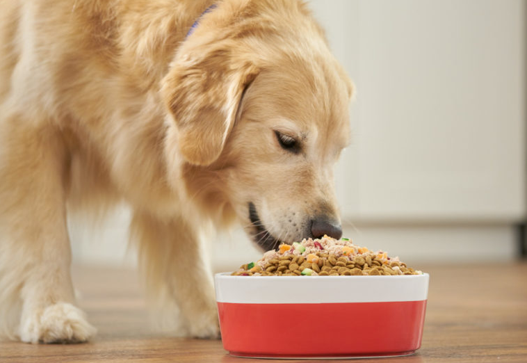 The best dog food, according to veterinarians, best puppy food