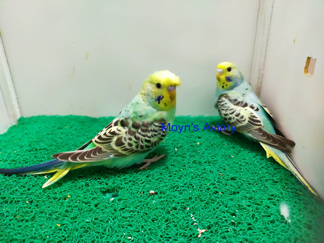 Classic Budgerigar in Bangladesh