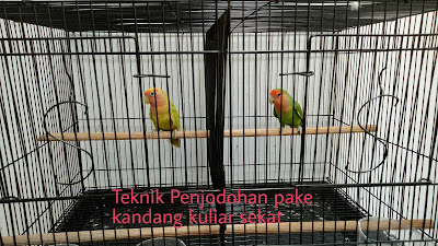 Penjodohan lovebird dengan kandang sekat