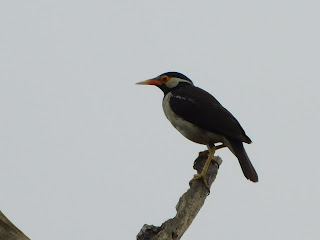 Pied Starling-sitting on a branch