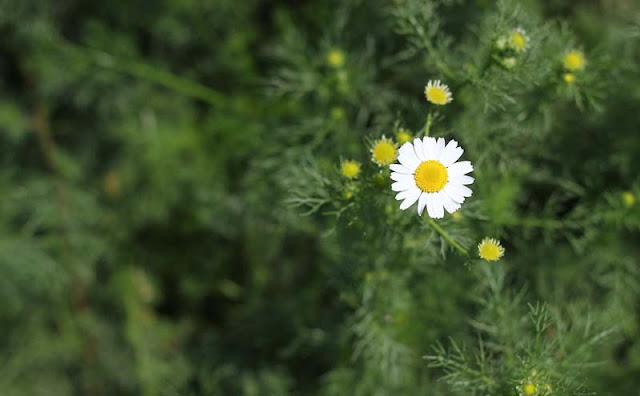 Mayweed Flowers Pictures