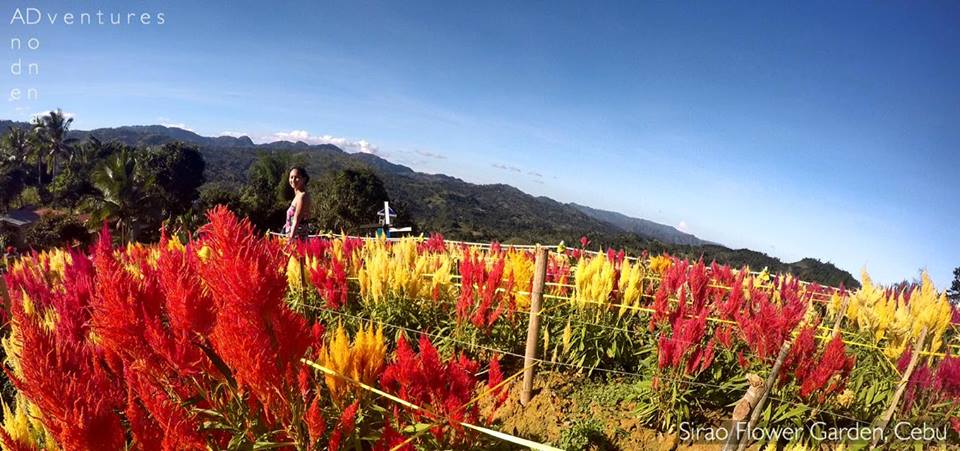 Sirao Flower Farm in Cebu