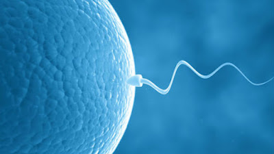  Salah satu ukuran keberhasilan seseorang untuk mendapat kehamilan  yakni ketika sel s Cara & Tips Meningkatkan Fertilitas (Kesuburan) Pada Wanita