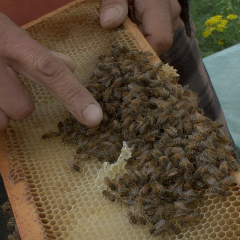 Etre avec les abeilles