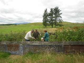 A photo of a small group of people picking raspberries in a field. 