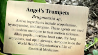 Angel's trumpet properties, Medicine garden - Elizabeth Park, West Hartford, CT