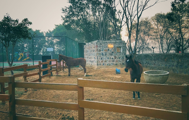 One can also enjoy horse riding at The Westin Resorts Sohna, although I am not sure how skilled staff they have to ensure that it's safe for guests who may not be expert at it. Just across this horse stable, there is a cricket ground where guests can enjoy the game. The Westin Resort in Sohna is popular for corporate events and for them Cricket ground makes sense. Otherwise it's hard to have such big family group, although I know families who have planned staycations in big groups as well.     Related Blogpost - Lalitha Mahal, Mysuru - A unique heritage hotel in India