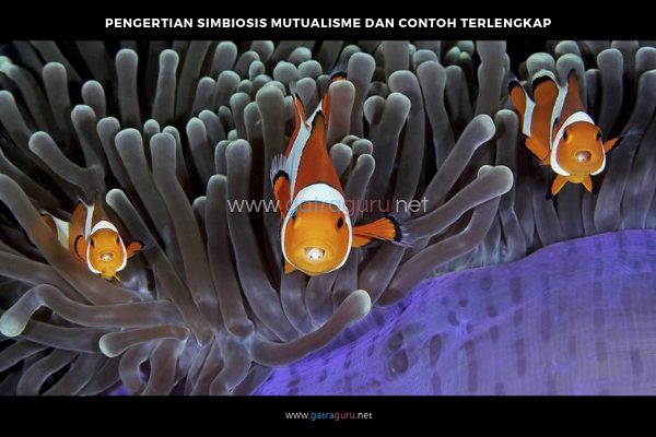 Pengertian Simbiosis Mutualisme dan Contoh Simbiosis Mutualisme Terlengkap