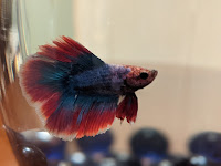 Halfmoon Double Tail Betta