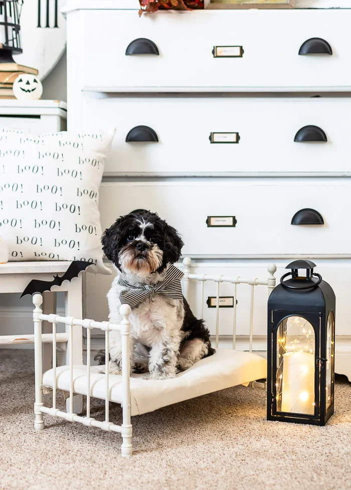 black and white pup on doll bed, black bats, lantern