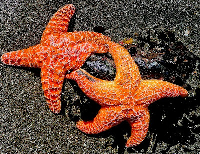 Fotografías de objetos varados en la playa (Washed Up)