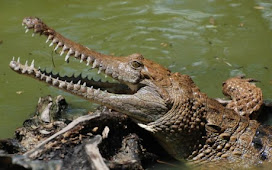 Lagi Mancing, Seorang Warga Kutai Timur Disambar Buaya di Muara Sangatta 