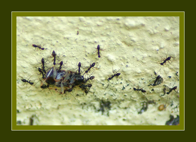 Ants at work