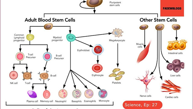 Stem Cell