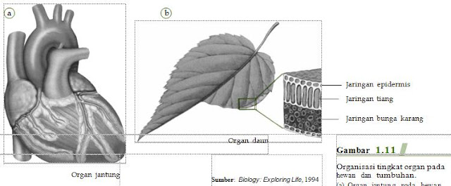 Organisasi tingkat organ pada hewan dan  tumbuhan. (a) Organ jantung pada hewan dan  (b) organ daun pada tumbuhan.