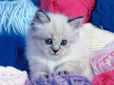 Cute funny kitty wallpapers