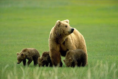 Three cute grizzly bear cus are searching food with their Mother