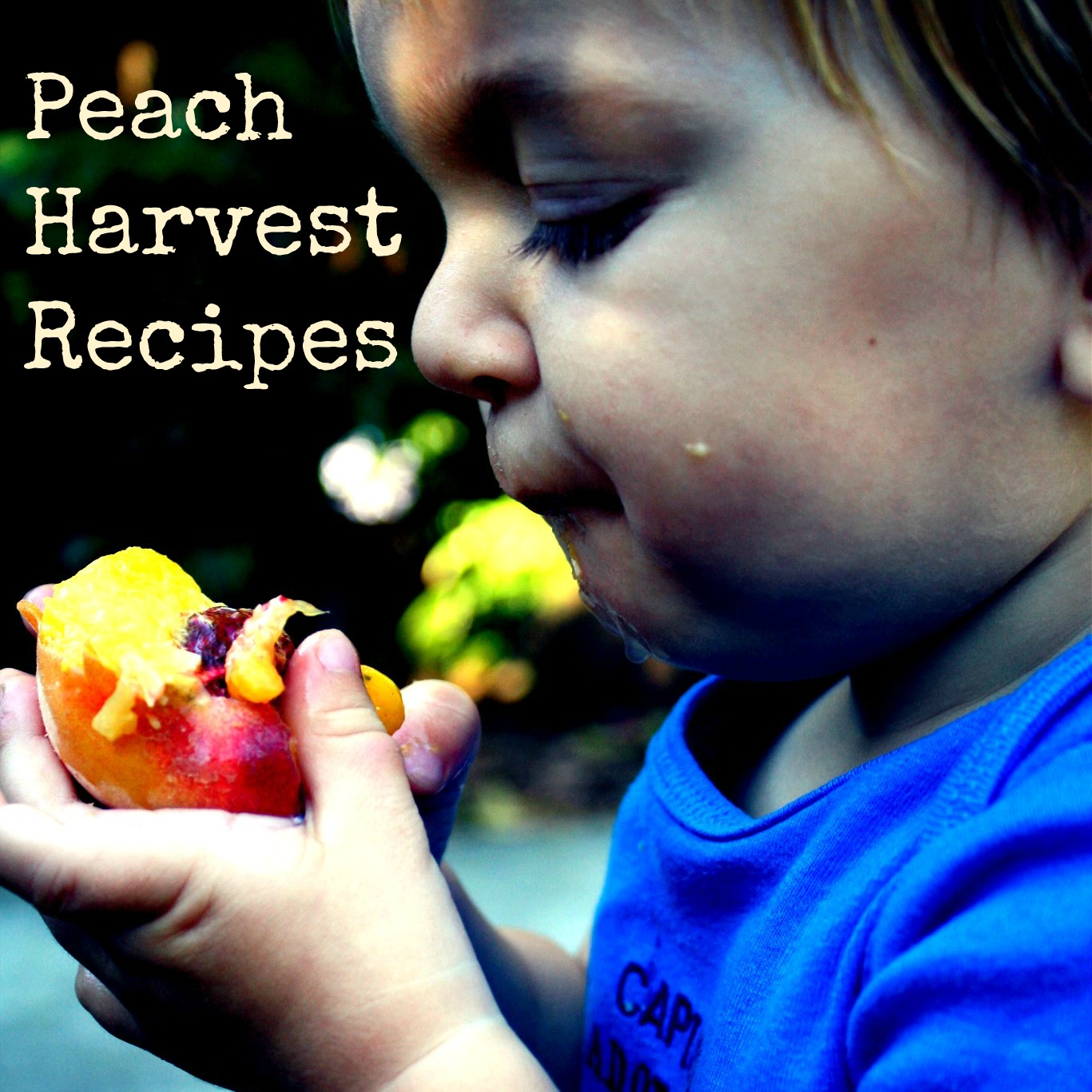 Peach Harvest Recipes