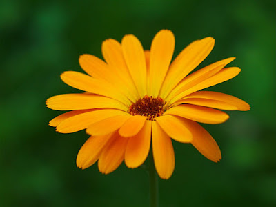 Calendula officinalis