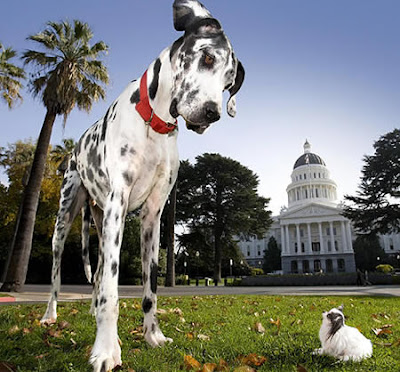 zeus largest dog, zeus biggest dog, zeus the dog, zeus worlds largest dog, zeus world s largest dog 