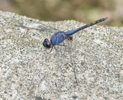 Trithemis festiva