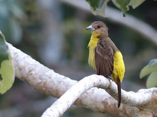 Tangara à dos citron - Ramphocelus icteronotus