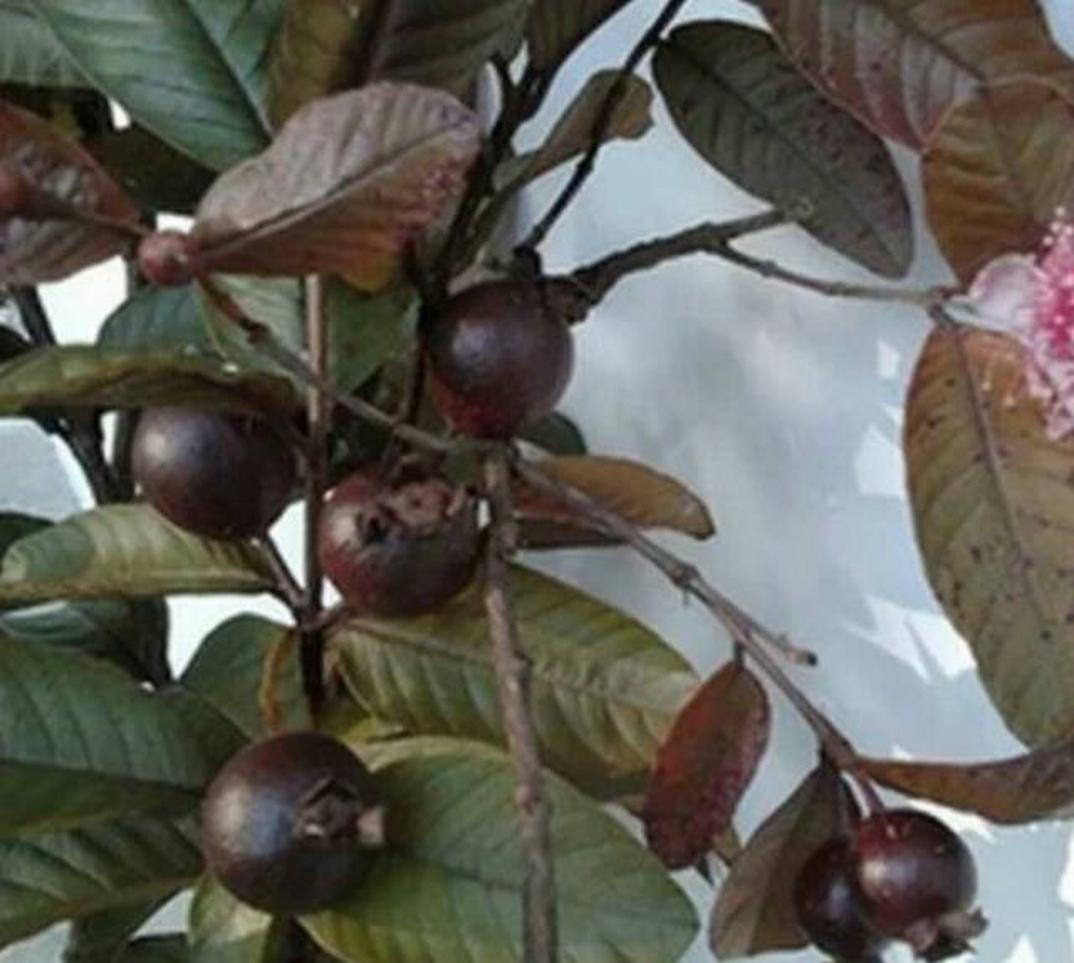 bibit tanaman buah jambu merah australia Kalimantan Selatan