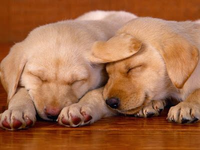 Sleeping dog wallpaper cute on pc