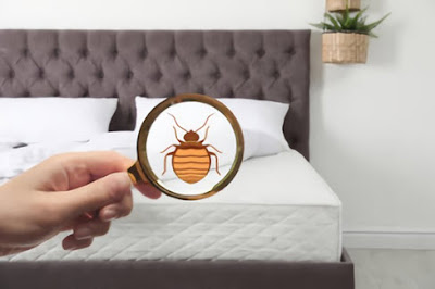 Clarifying Practices of Bed Bugs just as Simple Approaches to Eliminate Them
