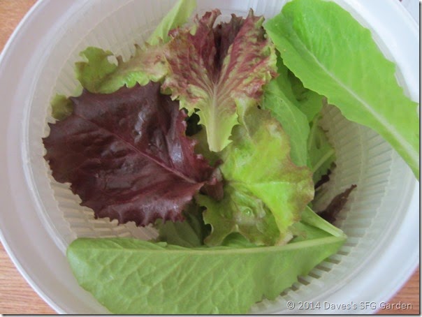 lettuce