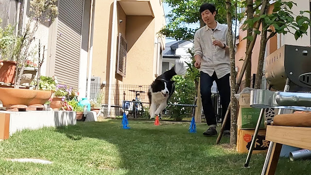 保護犬 ボーダーコリー トーマ