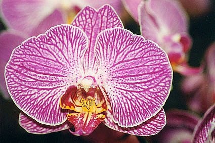 Orchids Flowers: Tips Merawat Anggrek Phalaenopsis