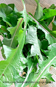 washed and drained young dandelion leaves ready for use